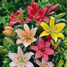 Lilium Mix Planting Seeds - Vibrant Garden Blooms for Spring & Fall