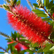 Red Bottlebrush Tree Seeds for Planting Add Vibrant Color to Your Garden