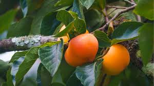 Persimmon Seeds for Planting - Grow Delicious Fruit Trees