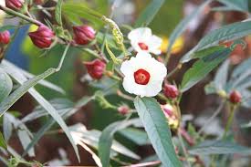 Roselle Flower seeds for Planting - Low Maintenance, Heirloom & GMO Free Seeds for Home Garden