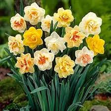 Narcissus Flower Seeds for Planting Grow Beautiful Cream Blooms