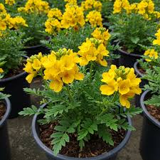 Yellow Senna Flower seeds for Planting - Sun Loving, Heirloom & GMO Free Seeds for Home Garden