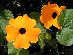 Orange Thunbergia Flower Planting Seeds