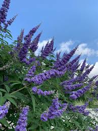 Violet Chaste Tree Seeds for Easy Planting