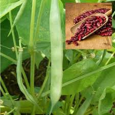 Red Pole Kidney Bean Vegetable Seeds for Easy Planting