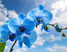 Sky Blue Orchid Flower Seeds for Planting – Heirloom NonGMO High Germination Organic Garden Seeds for Seasonal Exotic Blooms
Sale