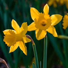 Deep Yellow Daffodil Flower Seeds for Planting – Heirloom NonGMO High Germination Organic Garden Seeds for Wildflower Mix
Sale for planting in home garden