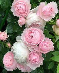 Light Pink Polyantha Rose Flower seeds for Planting - Bright Blooms, Heirloom & GMO Free Seeds for Home Garden
Sale seeds for home garden
