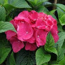 Red Baron Hydrangea Flower seeds blooming in flower beds, containers, borders, and pollinator-friendly gardens