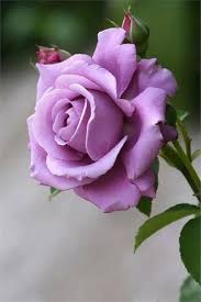 Lavender Rose Flower seeds blooming in flower beds, containers, borders, and pollinator-friendly gardens