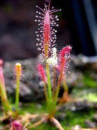 Mixed Drosera Chrysolepis Flower seeds blooming in flower beds, containers, borders, and pollinator-friendly gardens