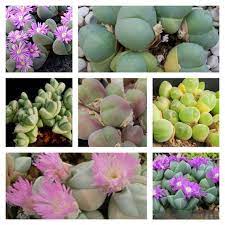 Mixed Gibbaeum Flower seeds blooming in flower beds, containers, borders, and pollinator-friendly gardens