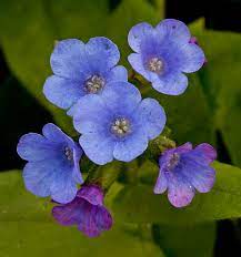 Blue Pulmonaria Lungwort Seeds, Hardy Heirloom Non-GMO Flowers for Shade Gardens & Planting
Sale seeds for home garden