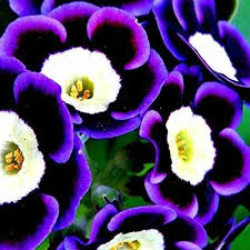 Blue Phantom Petunia Seeds – Heirloom Non-GMO Long Bloom Flowers for Home Garden Planting
Sale seeds for home garden