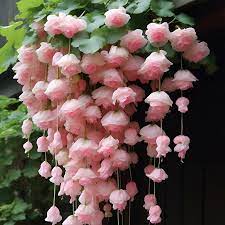 Baby Pink Weeping Forsythia Flower seeds for Planting - Sun Loving, Heirloom & GMO Free Seeds for Home Garden
Sale seeds for home garden