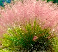 Pink Muhly Grass Flower seeds for Planting - Compact Growth, Heirloom & GMO Free Seeds for Home Garden
Sale seeds for planting in home garden