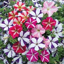 Ultra Star Petunia Violacea Flower seeds for Planting Vibrant Colors Heirloom & GMO Free Seeds for Home Garden
Sale for planting in home garden
