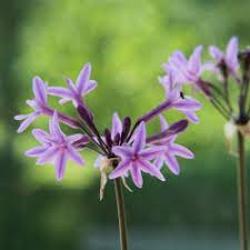 Tulbaghia Violacea Flower seeds for Planting - Easy to Grow, Heirloom & GMO Free Seeds for Home Garden
Sale for planting in home garden.