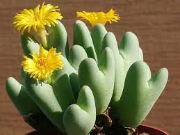 Conophytum Bilobum Cactus Seeds for Planting - Wildflower Mix, Heirloom & GMO Free Seeds for Home Garden
Sale seeds for home garden