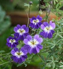 Blue Hanging Nasturtium Flower seeds for Planting - Low Maintenance, Heirloom & GMO Free Seeds for Home Garden
Sale seeds for home garden