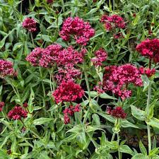 Red Valerian Centranthus Ruber Seeds – Heirloom Non-GMO Compact Flowering Seeds for Garden Planting
Sale seeds for home garden