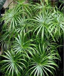 Green Cyperus Alternifolius Flower seeds for Planting - Cut Flower Favorite, Heirloom & GMO Free Seeds for Home Garden
Sale seeds for home garden