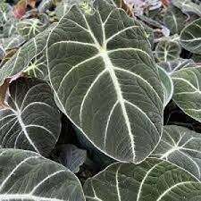 Black Caladium Flower seeds for Planting - Wildflower Mix, Heirloom & GMO Free Seeds for Home Garden
Sale seeds for home garden