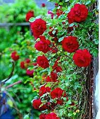 Red Climbing Rose Flower seeds blooming in flower beds, containers, borders, and pollinator-friendly gardens