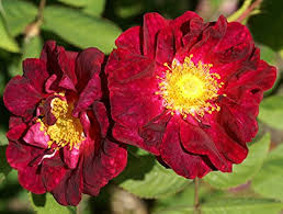 Red Rugrose Rose Flower seeds for Planting - Wildflower Mix, Heirloom & GMO Free Seeds for Home Garden
Sale seeds for home garden