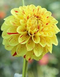 Yellow Pompon Dahlia Flower Seeds for Planting – Heirloom, Non-GMO, Garden Favorite Seeds
Sale for planting in home garden.