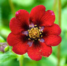 Red Potentilla Atrosanguinea Flower seeds for Planting - Compact Growth, Heirloom & GMO Free Seeds for Home Garden
Sale seeds for planting in home garden