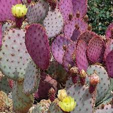Pink Opuntia Chlorotica Flower seeds for Planting - Wildflower Mix, Heirloom & GMO Free Seeds for Home Garden
Sale seeds for home garden