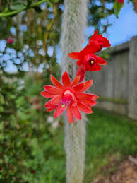 Monkey Tail Cactus Seeds Flower seeds for Planting - Low Maintenance, Heirloom & GMO Free Seeds for Home Garden
Sale seeds for home garden