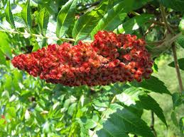 Staghorn Sumac Seeds for Planting