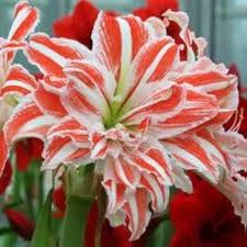 White Orange Amaryllis Seeds for Planting - Vibrant Flower Seeds for Your Garden