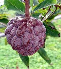 Burgundy Sugar Apple Seeds for Planting