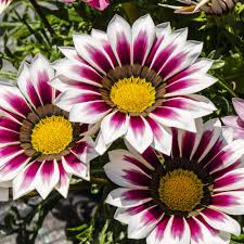 White Purple Gazania Seeds for Planting Vibrant Annual Flower Seeds