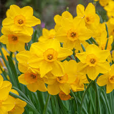 Deep Yellow Daffodil Flower Seeds for Planting – Heirloom NonGMO High Germination Organic Garden Seeds for Wildflower Mix
Sale