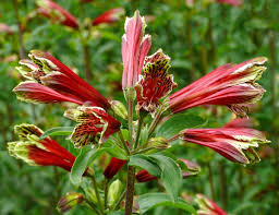 Red Alstroemeria Psittacina Flower seeds for Planting - Cottage Garden Essential, Heirloom & GMO Free Seeds for Home Gar