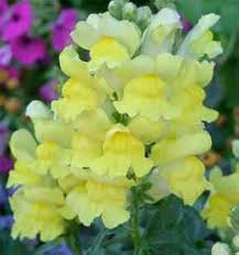 Light Yellow Sweet Pea Flower Seeds blooming in flower beds, containers, borders, and pollinator-friendly gardens