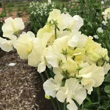 Light Yellow Sweet Pea Flower Seeds for Planting – Heirloom NonGMO High Germination Organic Garden Seeds for Cottage Gar