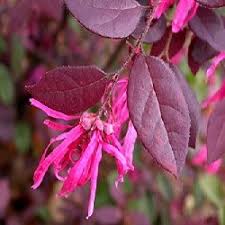 Red Loropetalum Flower seeds for Planting - Vibrant Colors, Heirloom & GMO Free Seeds for Home Garden