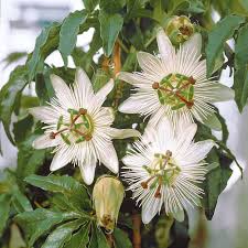 White Passiflora Flower Seeds for Planting Ideal for Graceful Garden Blooms