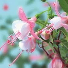 White Pink Fuchsia Hybrida Flower Seeds for Planting – Heirloom NonGMO High Germination Organic Garden Seeds for EasyCare Blooms
Sale