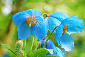 Blue Himalayan Poppy Tibetan Meconopsis Flower Seeds for Planting - Vibrant Garden Blooms