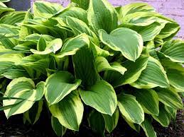 Green Hosta Flower seeds with vibrant ornamental foliage for shaded gardens, containers, and landscape borders