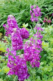 Purple Matthiola Incana Flower Seeds blooming in flower beds, containers, borders, and pollinator-friendly gardens