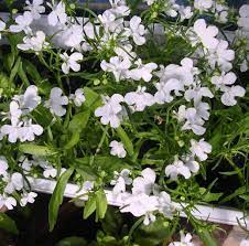 Lobelia Pendula White Lady Cascade Flower seeds blooming in flower beds, containers, borders, and pollinator-friendly gardens