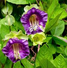 Purple Cathedral Bells Cobaea Scandens Climber Hummingbird Flower seeds blooming in flower beds, containers, borders, and pollinator-friendly gardens