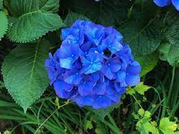 Deep Blue Hydrangea Flower seeds for Planting - Pollinator Friendly, Heirloom & GMO Free Seeds for Home Garden
Sale seeds for home garden